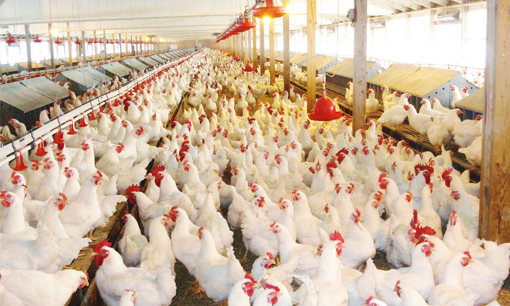 Brazilian poultry exporters