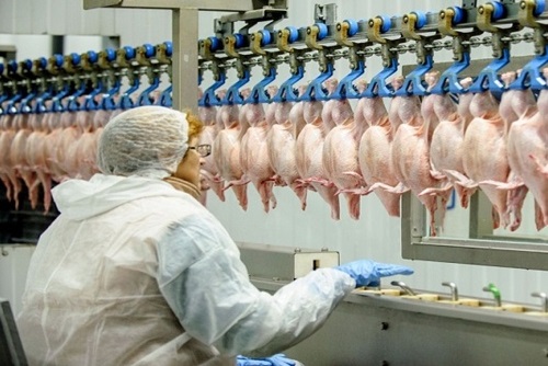 Brazil frozen chicken exporters